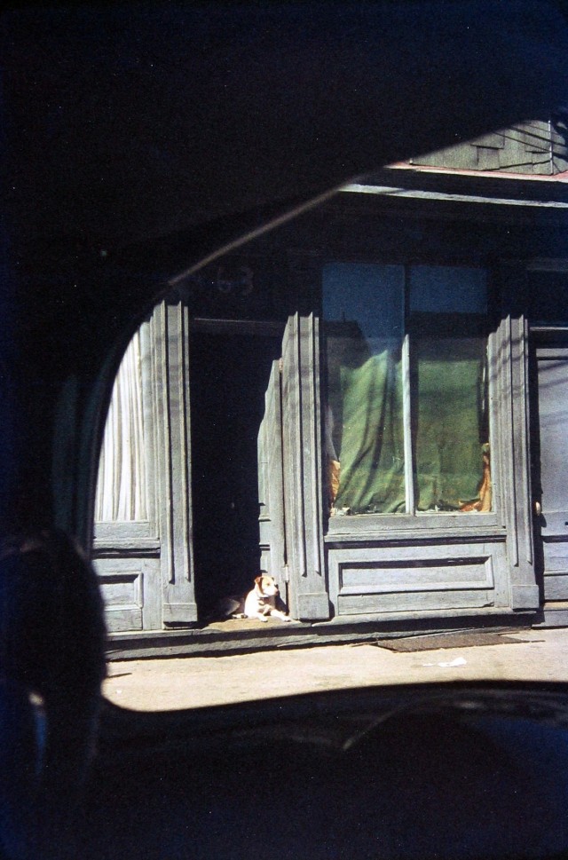 Собака в дверях, Патерсон, 1952. Фотограф Сол Лейтер