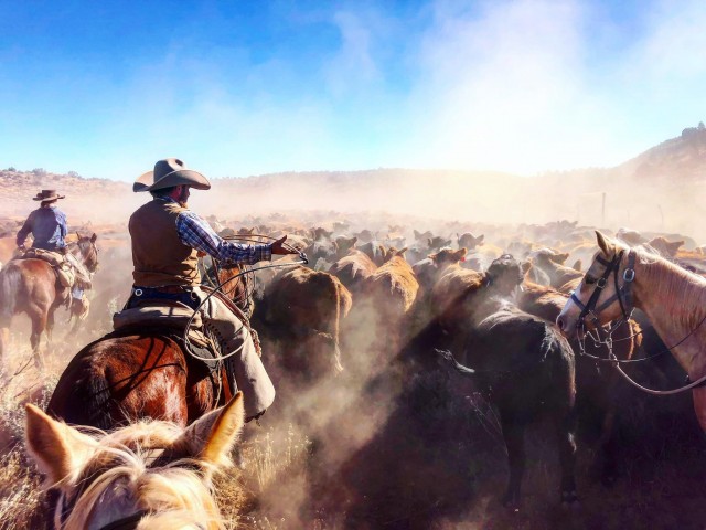 «Момент из 12-дневного путешествия из Юты в Аризону с 800 головами крупного рогатого скота». Автор crazyoldmaurice