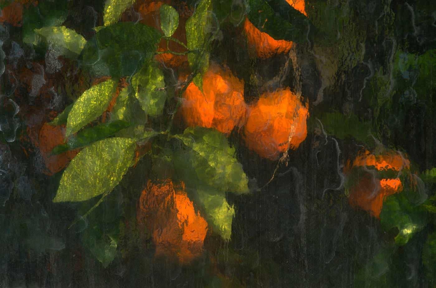 Апельсины, сфотографированные через стеклянные панели теплицы. Автор mikeleus