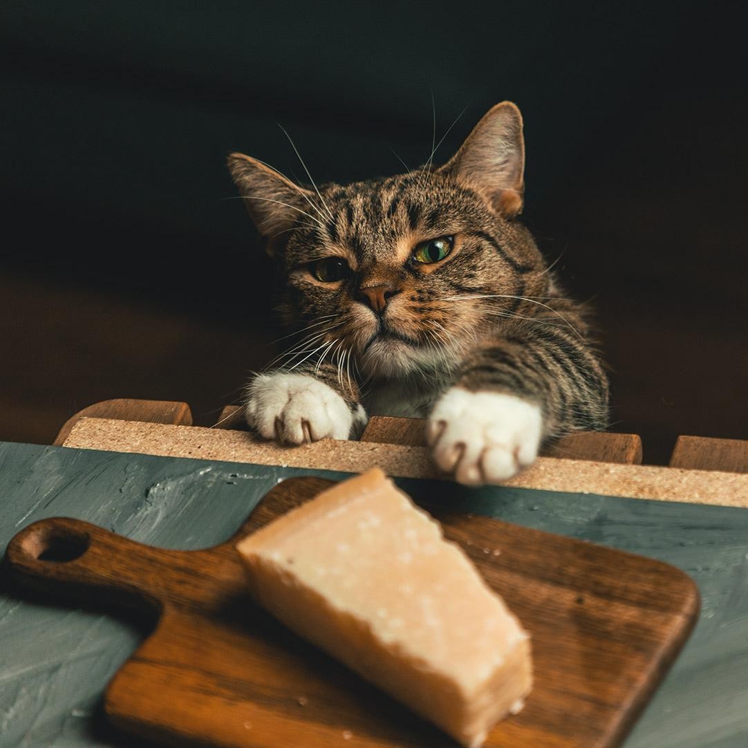 Наш кот пытается украсть сыр. Автор Openminded_skeptic