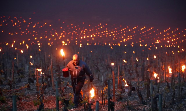 Из-за аномальных холодов в начале апреля фермеры Франции разжигают костры и факелы, чтобы спасти виноградники. Фотограф Кристиан Хартманн