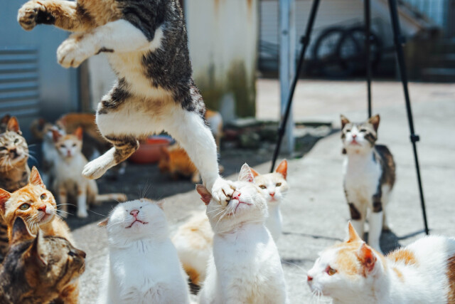 «Ниндзя-кот». Фото Getty Images