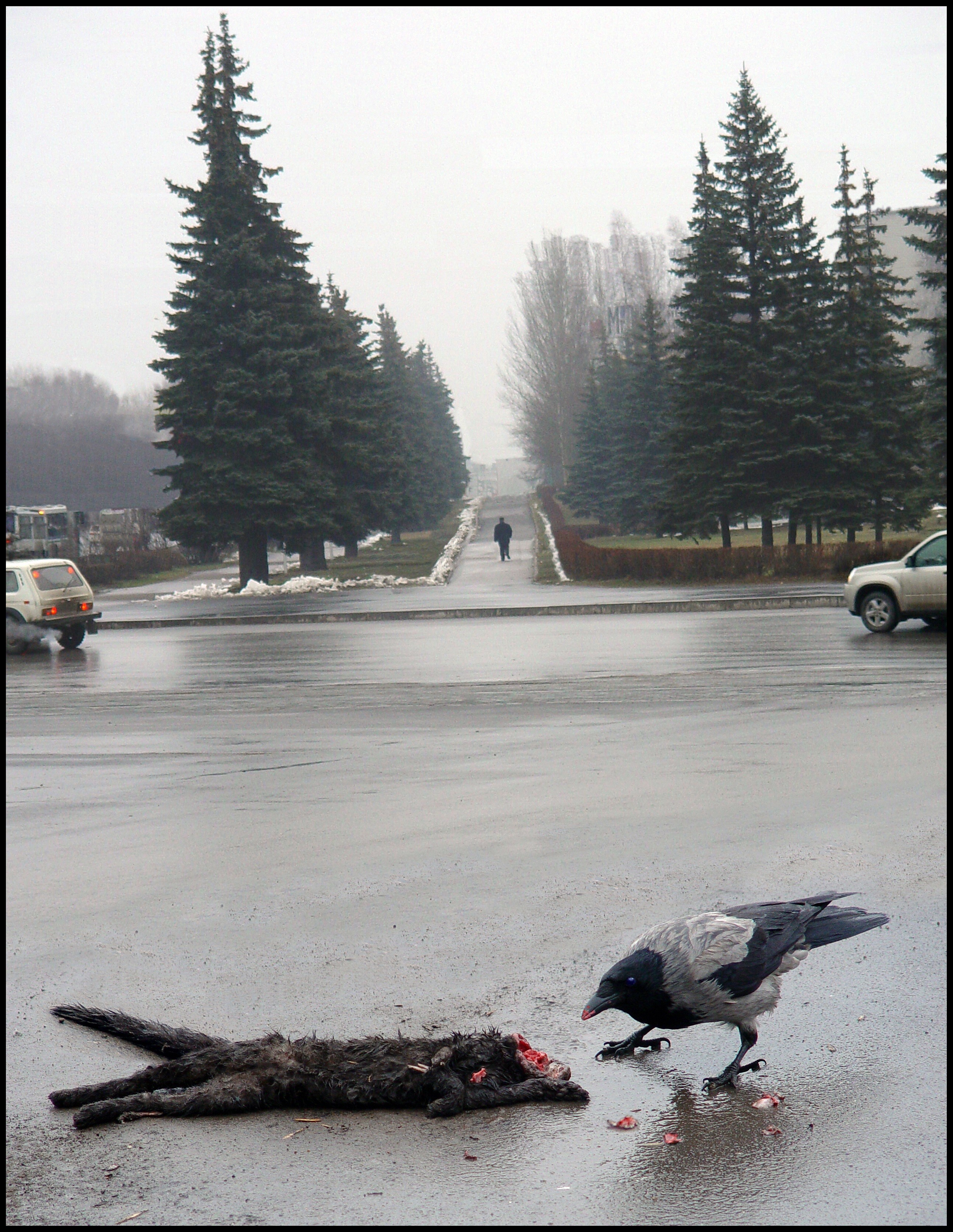 Ворона и город