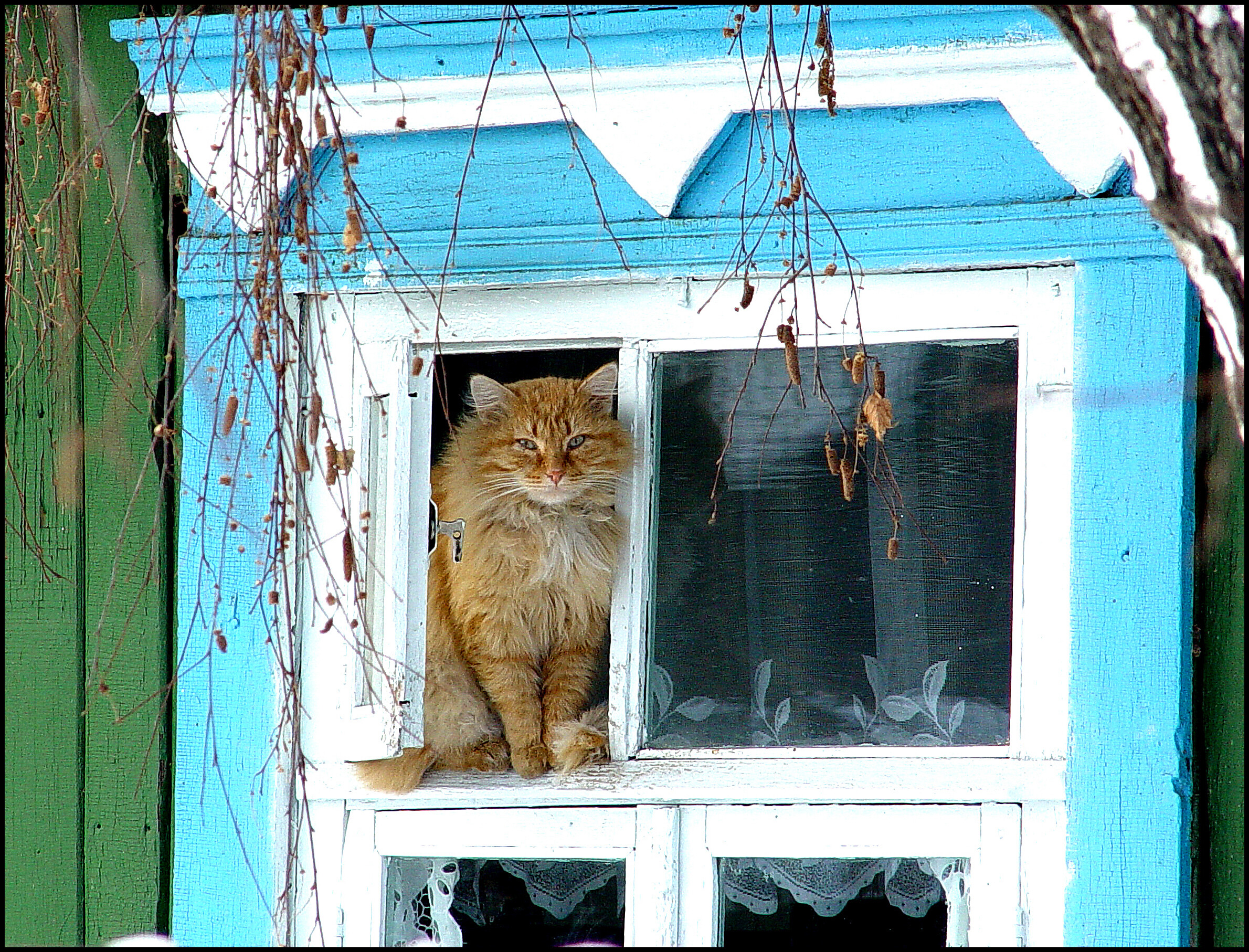 Кошка Маруся