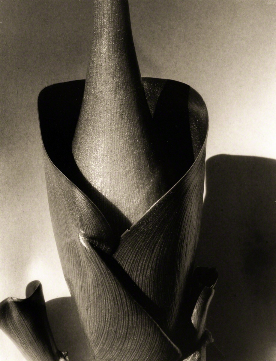 Водяной гиацинт, 1920-е. Фотограф Имоджен Каннингем