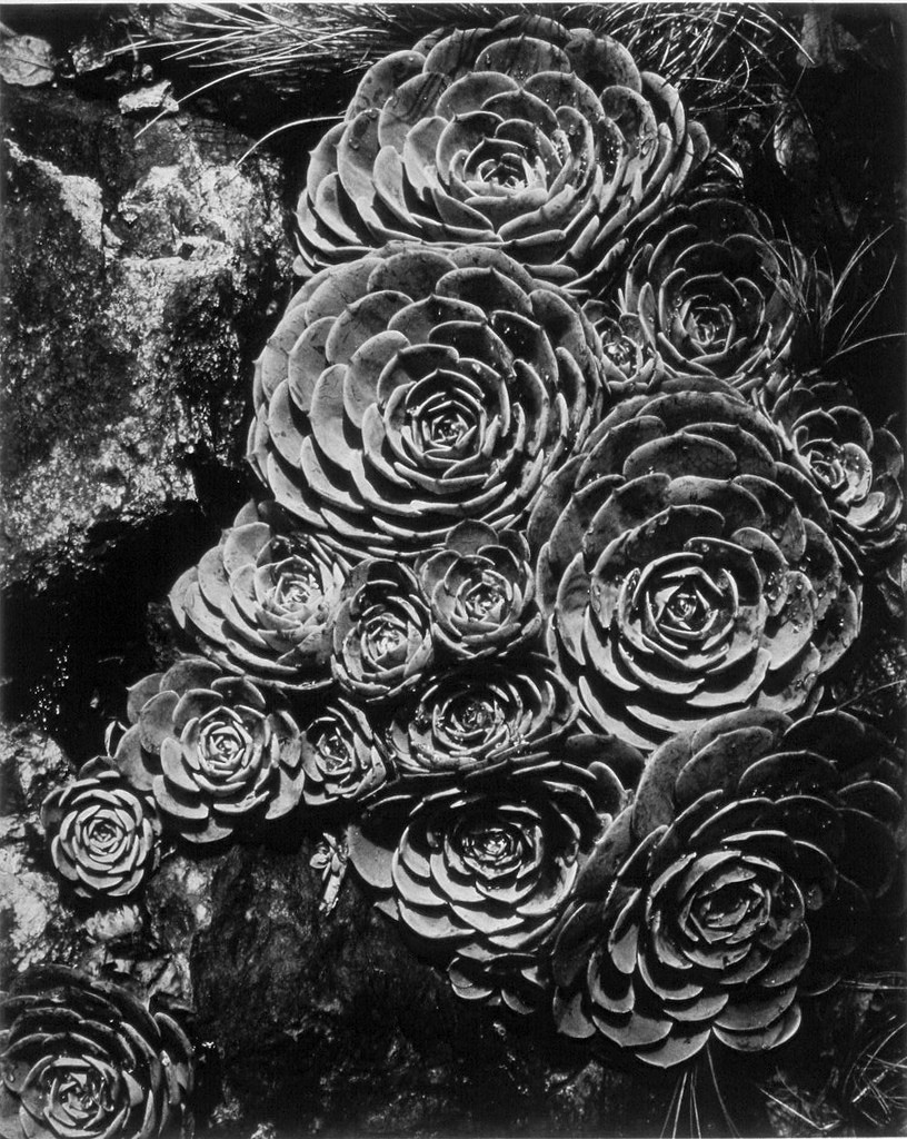 Куры, 1929. Фотограф Имоджен Каннингем