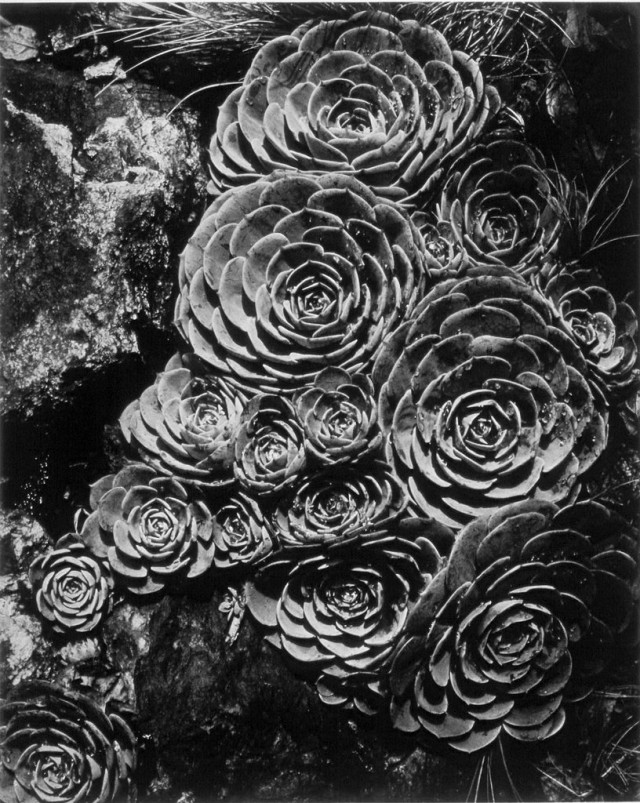 Куры, 1929. Фотограф Имоджен Каннингем