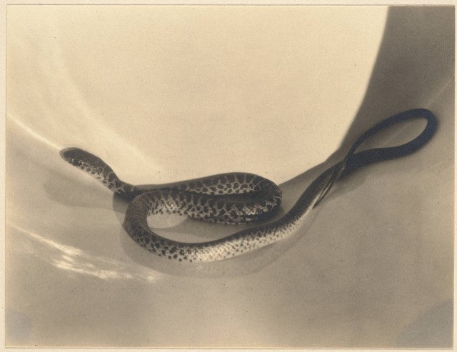 Змея в ведре, 1920-е. Фотограф Имоджен Каннингем