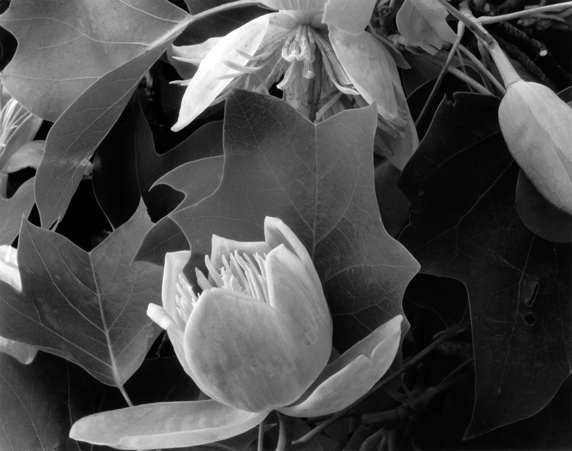 Тюльпановое дерево, 1934. Фотограф Имоджен Каннингем