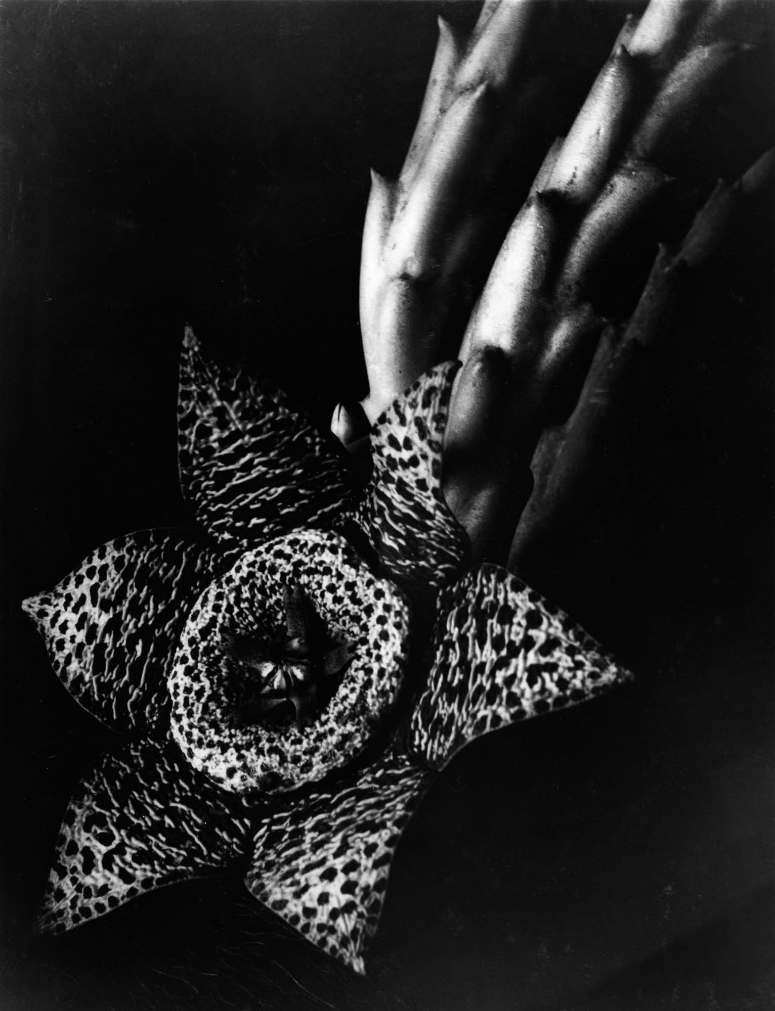 Стапелия, 1929. Фотограф Имоджен Каннингем