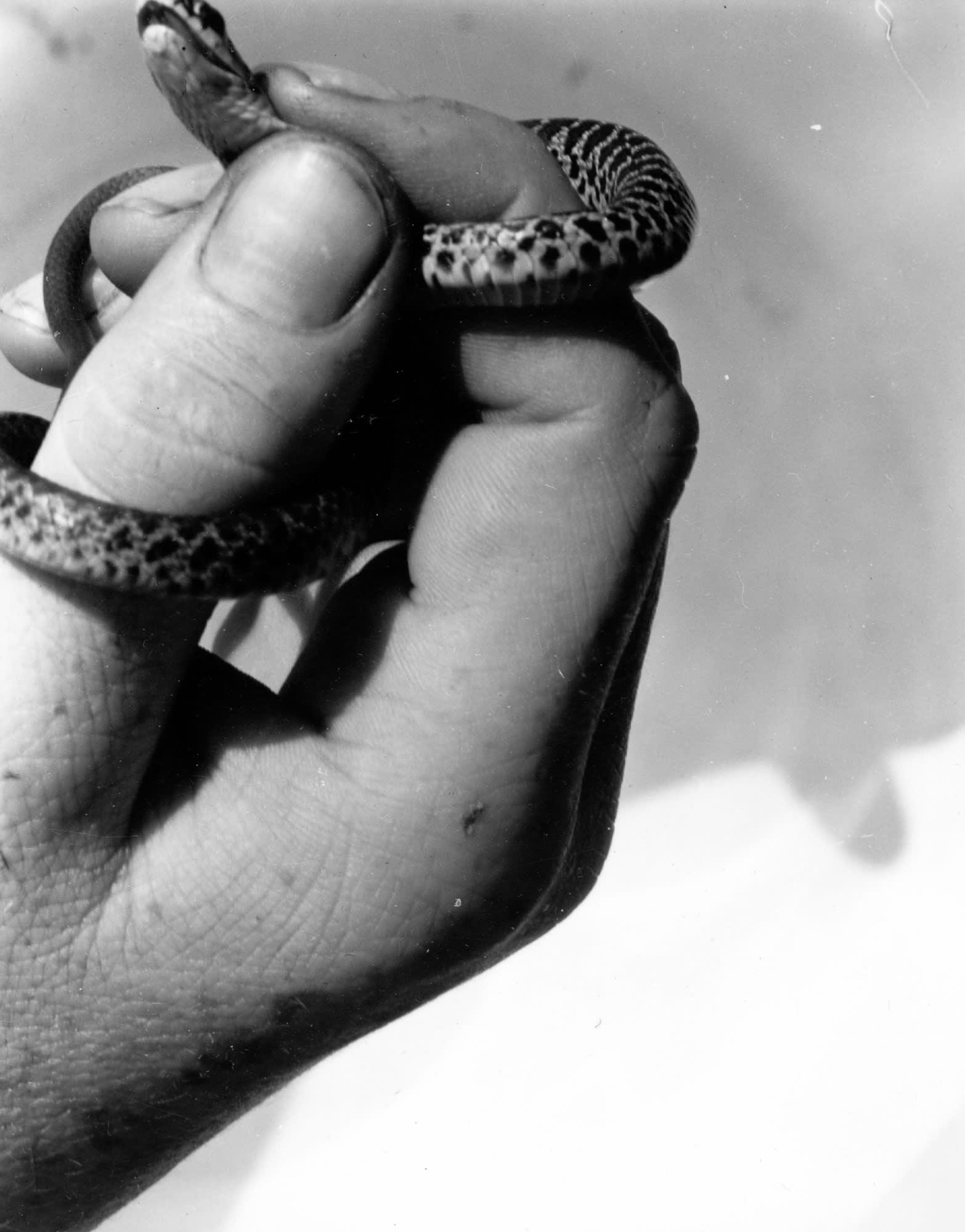 Змея в руке. Фотограф Имоджен Каннингем