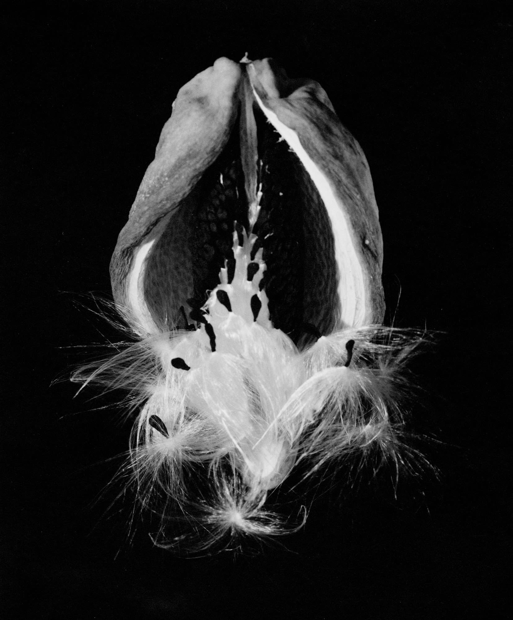 Стручок и семя аруджи, 1940. Фотограф Имоджен Каннингем