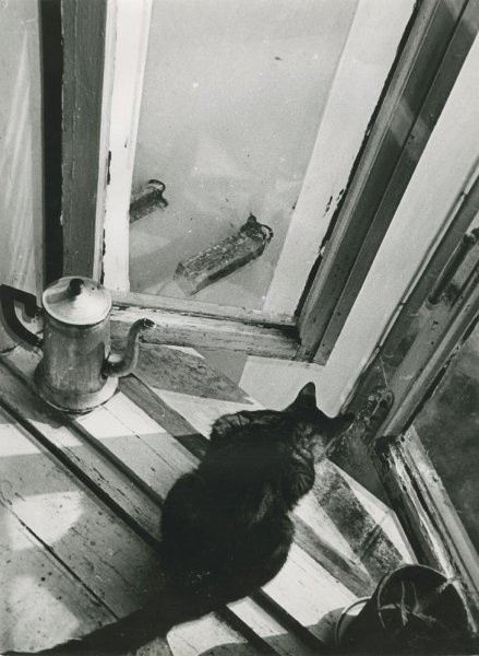 Кошка, 1965–1970. Фотограф Игорь Пальмин