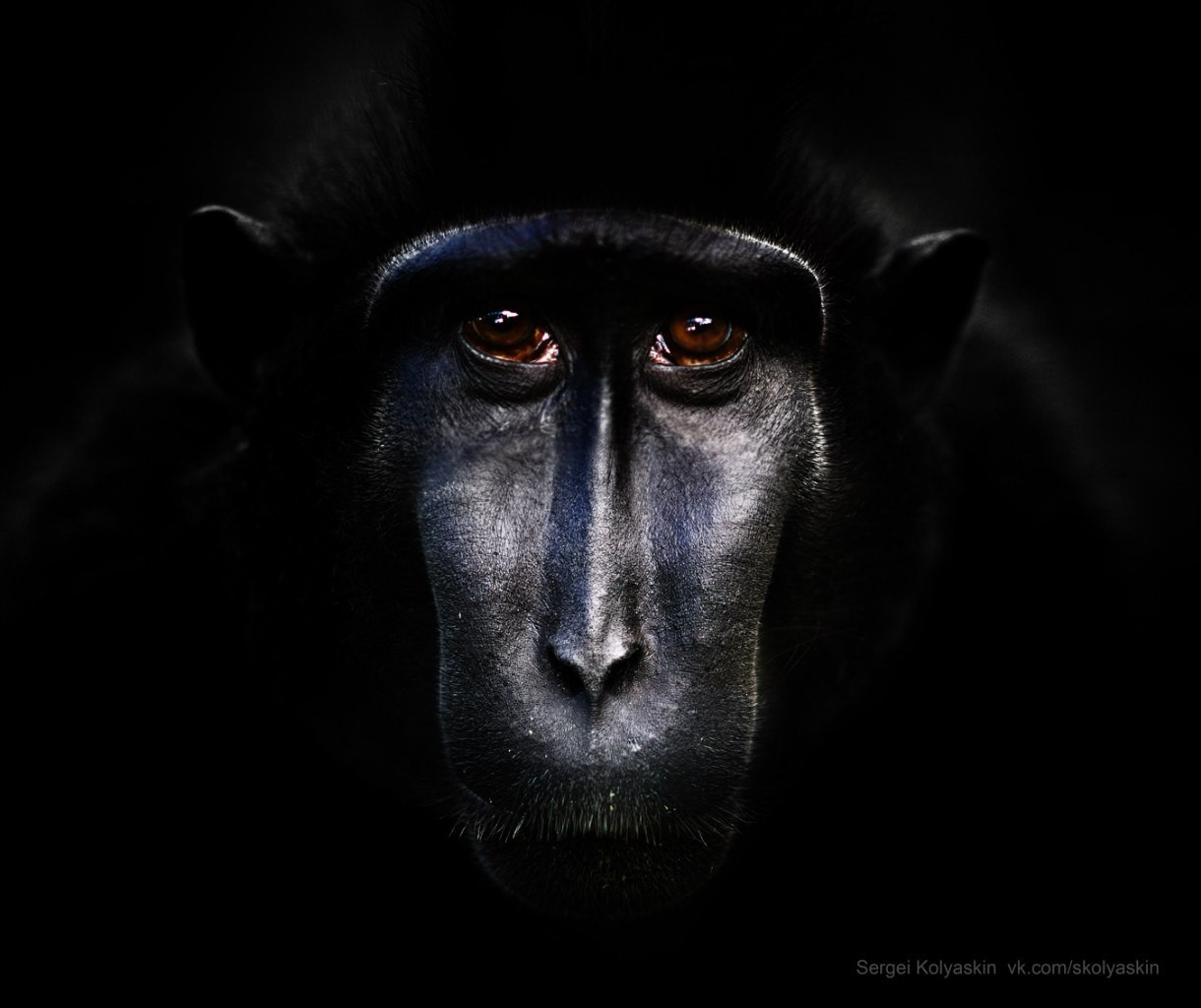 Черный макак. Портрет исчезающего вида. Фотограф Сергей Коляскин