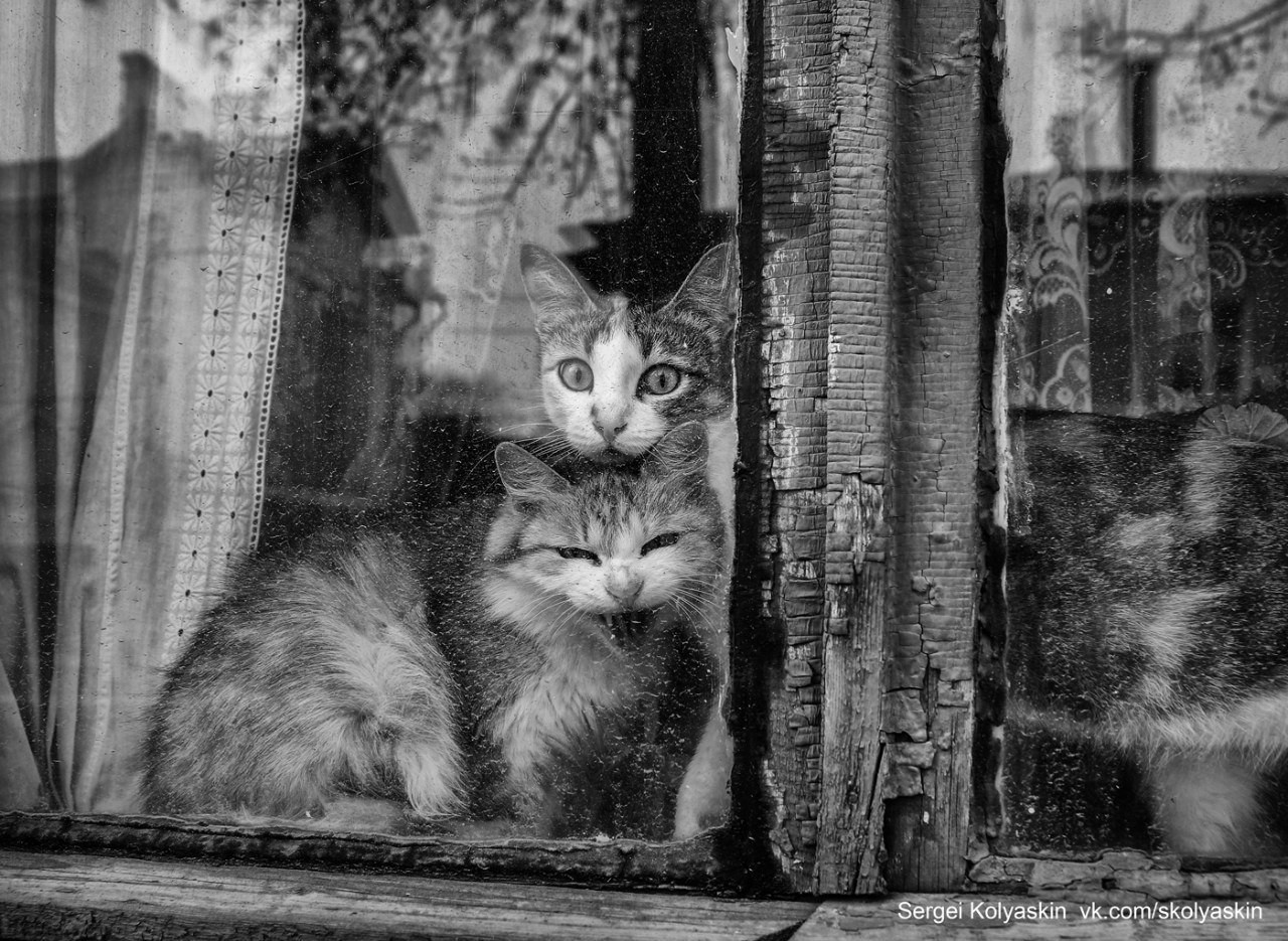 Кот и кошка сидят на окошке. Фотограф Сергей Коляскин