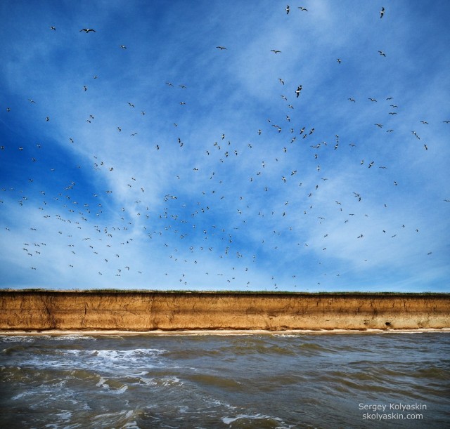 Seascape with a thousand birds. Photographer Sergey Kolyaskin