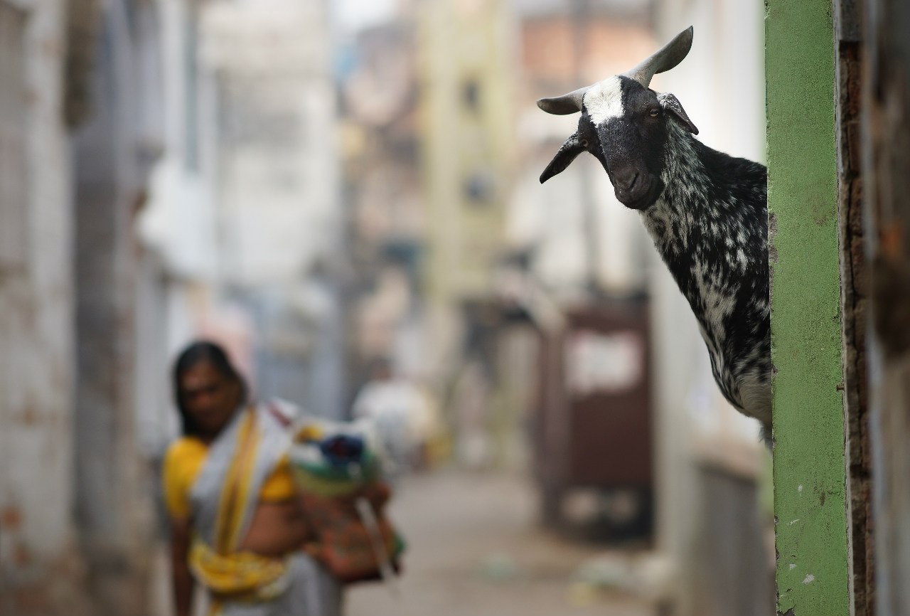 Добрая коза, Индия. Фотограф Сергей Коляскин