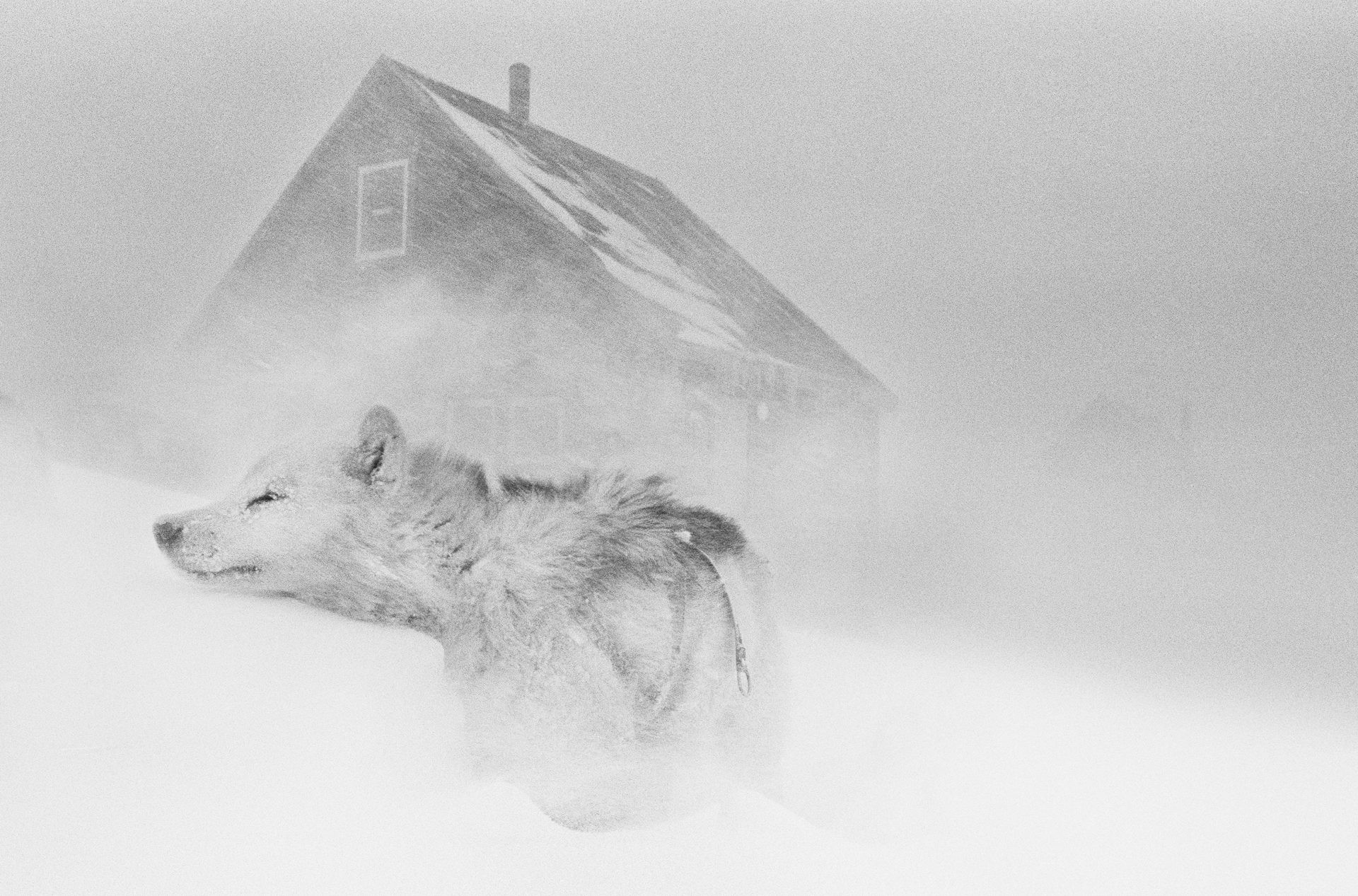 Последние дни Арктики. Фотограф Рагнар Аксельссон