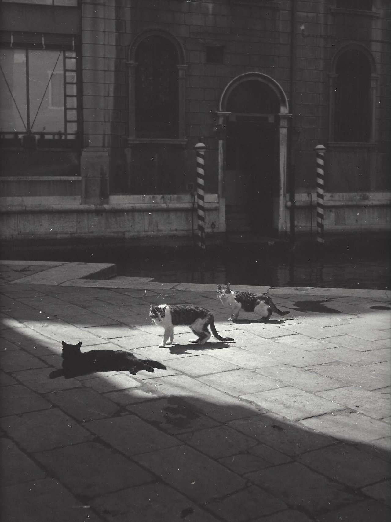 Коты в Венеции, Италия, 1957–1963. Фотограф Кис Шерер