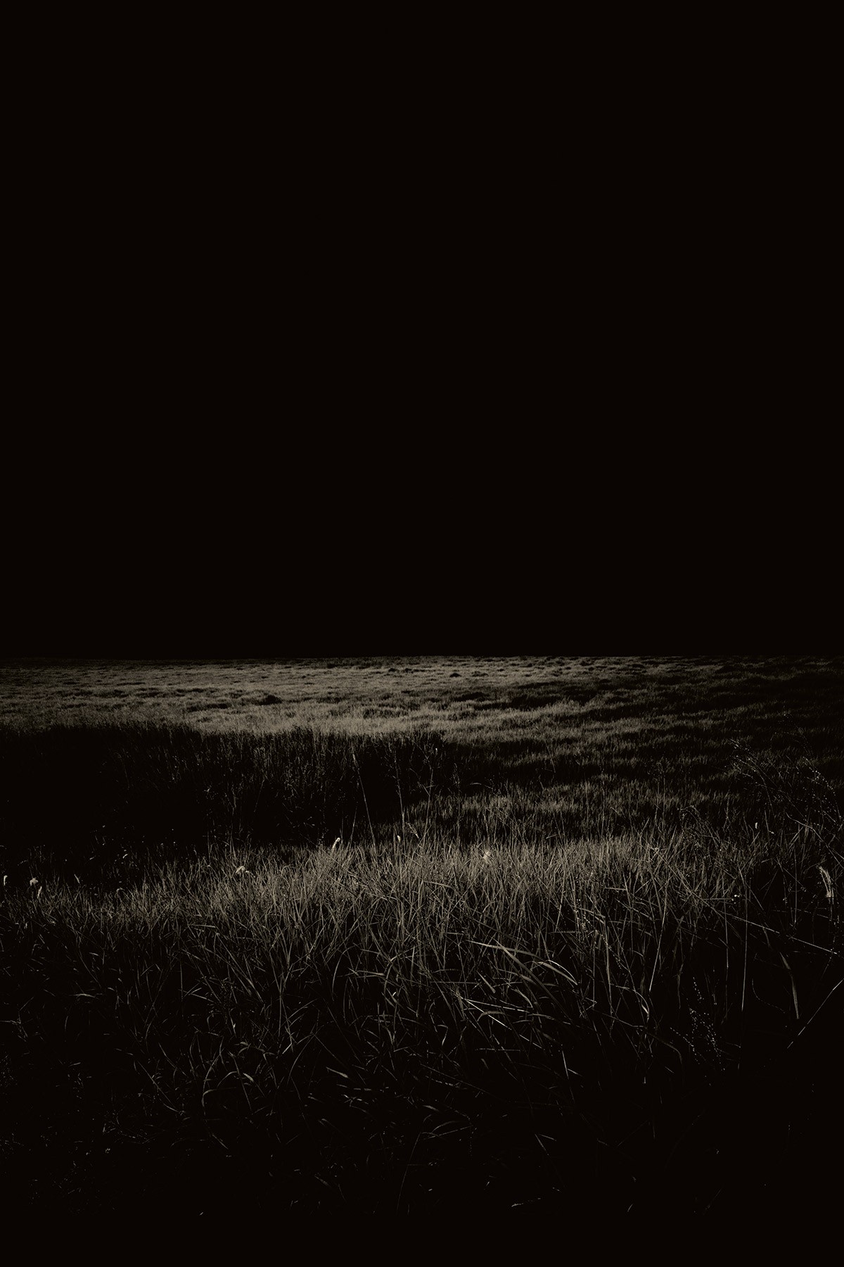 Залитые лунным светом травы. Фотограф Пол Купидо