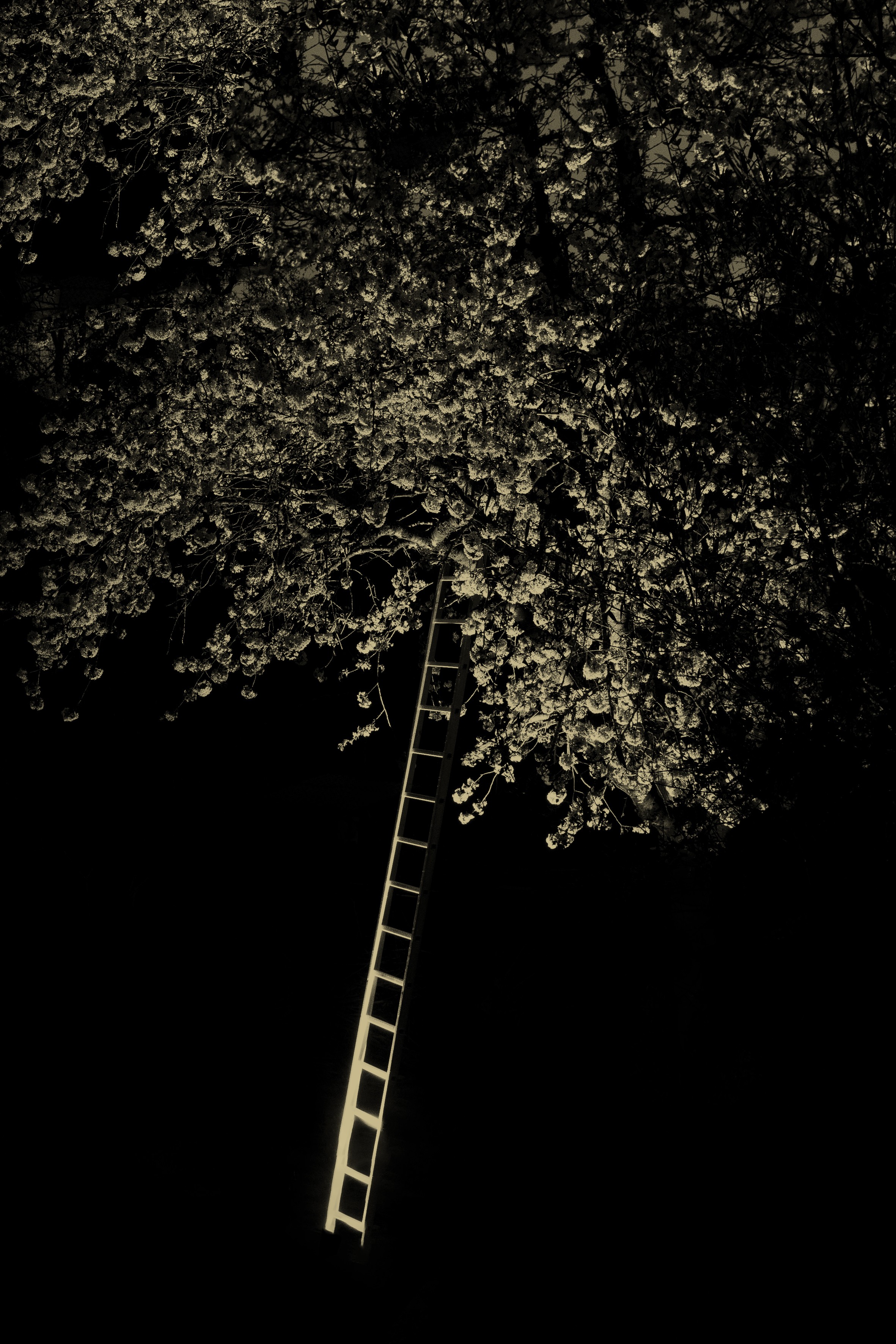 Лестница к дереву, 2019. Фотограф Пол Купидо