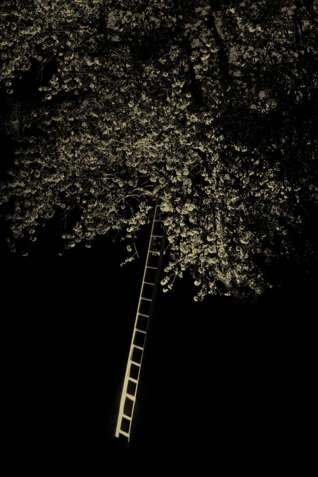 Лестница к дереву, 2019. Фотограф Пол Купидо