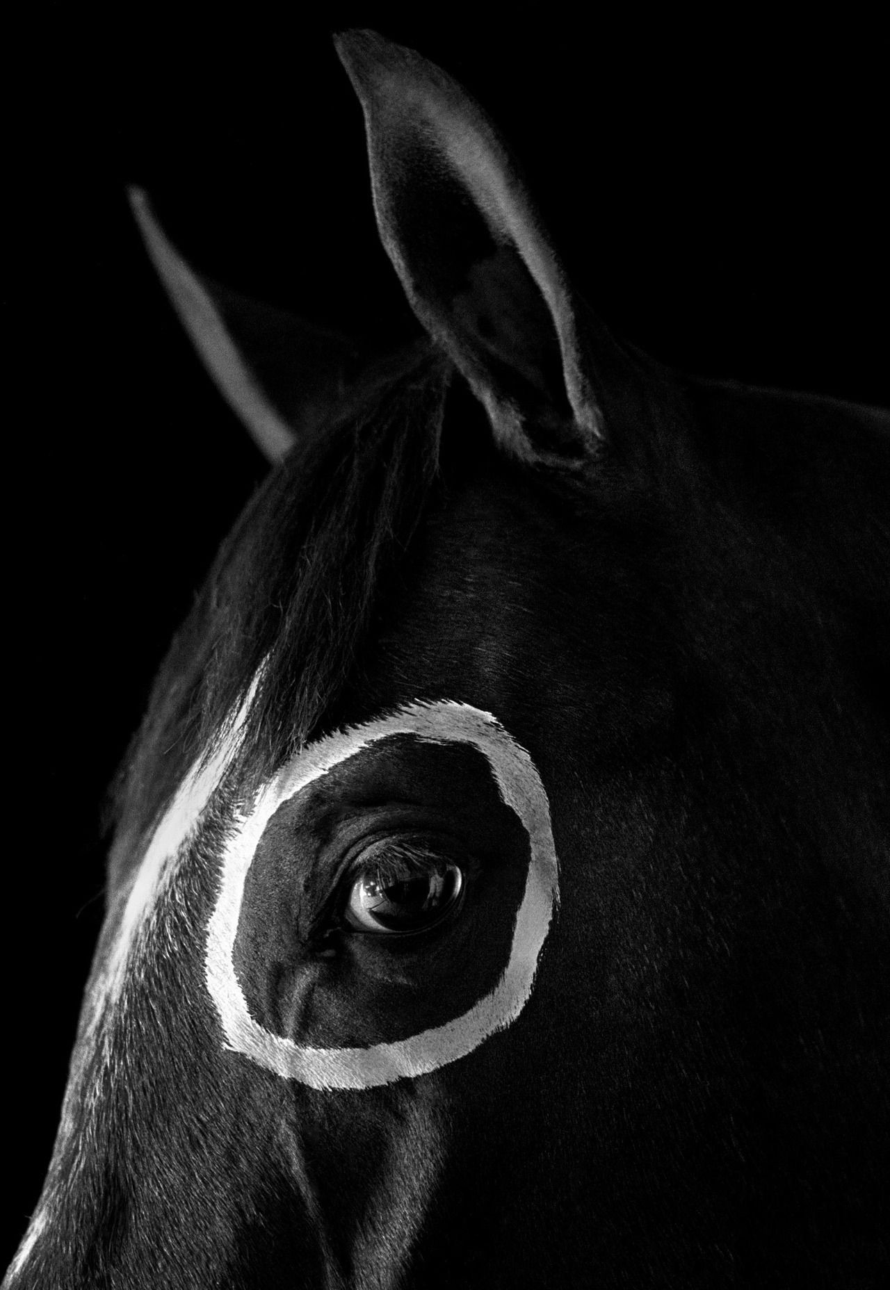 Лошадь с кругом, США, 1993. Фотограф Флор Гардуньо