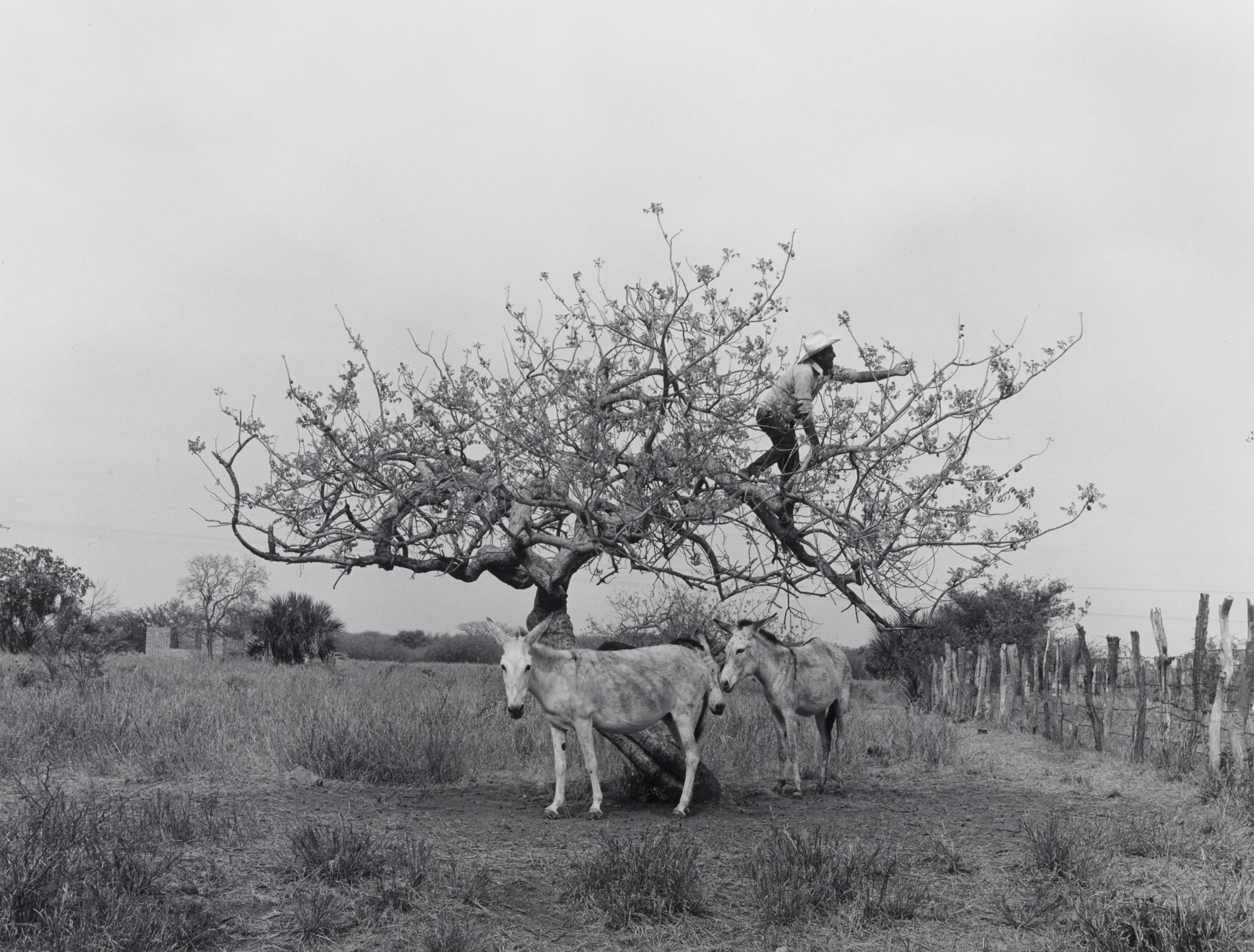 Сливовое дерево, 1982. Фотограф Флор Гардуньо