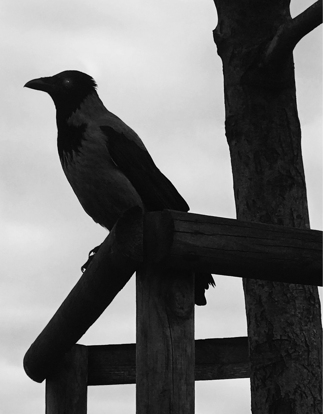 Ворона, 2018. Фотограф Флор Гардуньо