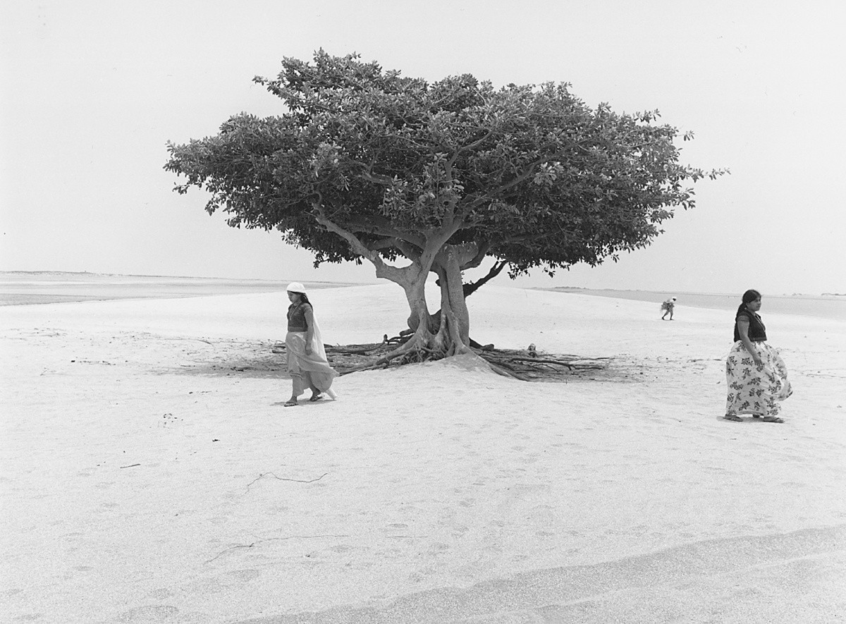 Дерево жизни, Мексика, 1982. Фотограф Флор Гардуньо