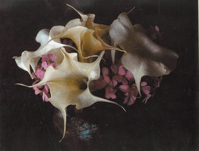 Дурман-цветок (датура), 1966 год. Фотограф Мари Косиндас