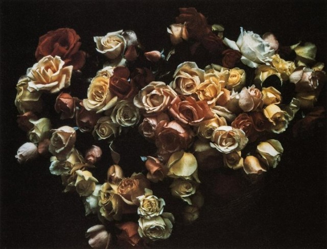 Розы, Мексика, 1966 год. Фотограф Мари Косиндас