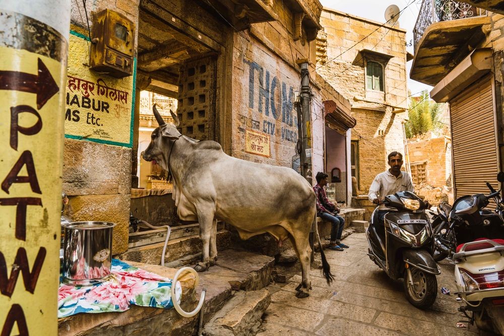 Финалист, 2020. Корова заглядывает в магазин портного. Джайсалмер, Раджастхан, Индия. Фотограф Элизабет Брукс