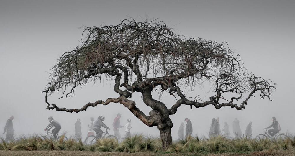 Финалист, 2021. Всезнающее дерево. Салоники, Греция. Фотограф Giannis Giannelos