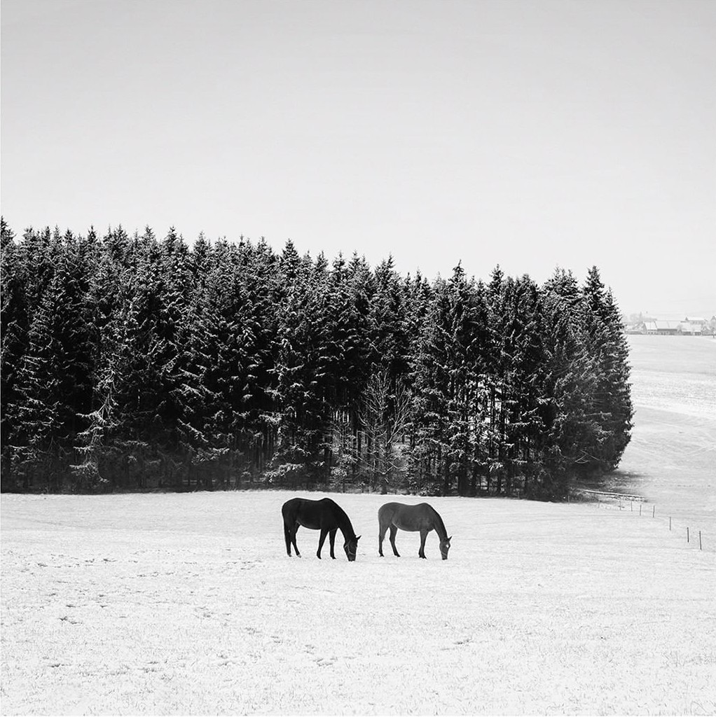 Две лошади, декабрь 2020 года. Фотограф Даниэль Денческу