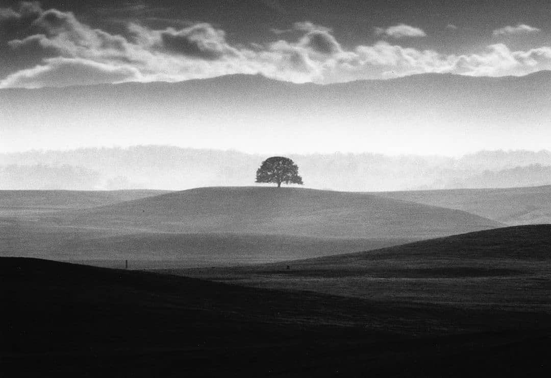 Дерево. Фотограф Роман Лоранк