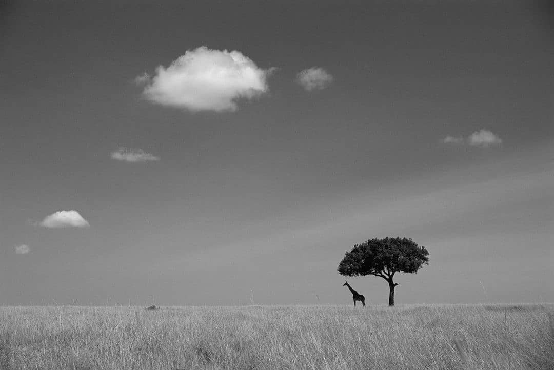 Жираф в заповеднике Масаи-Мара, Кения. Фотограф Джеймс Уорвик
