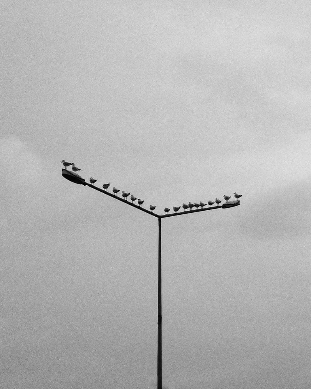 Чайки. Фотограф Sinan Yılmaz