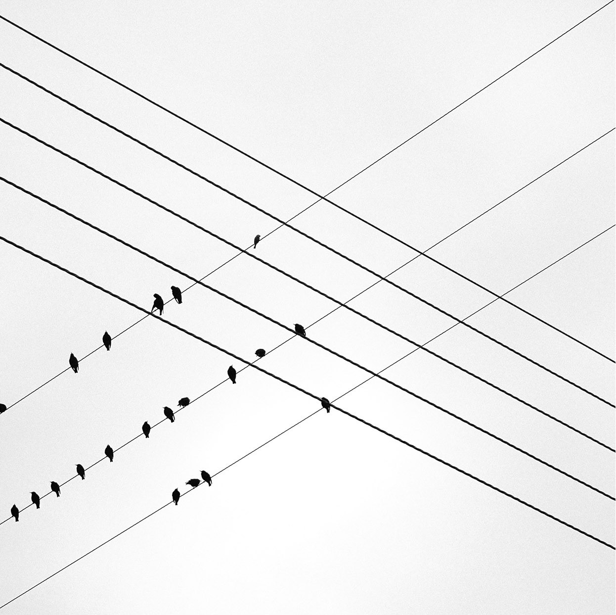 Птицы и провода. Фотограф Эндрю Кинкайд