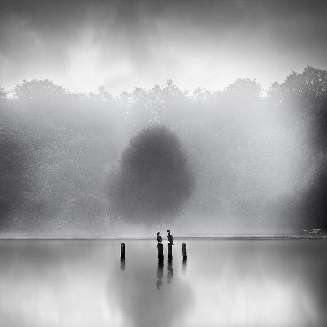 Бакланы в тумане. Фотограф Джордж Дигалакис