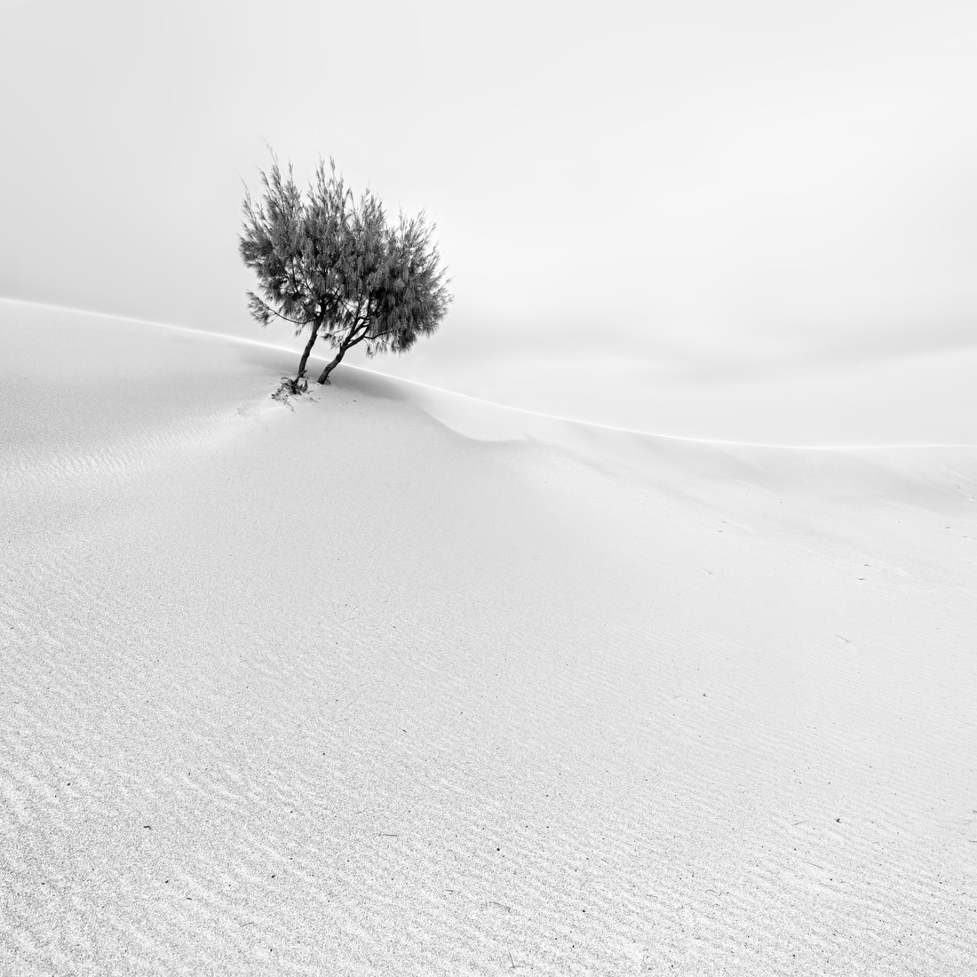 Соло. Деревце в дюнах. Фотограф Аллен Коппе