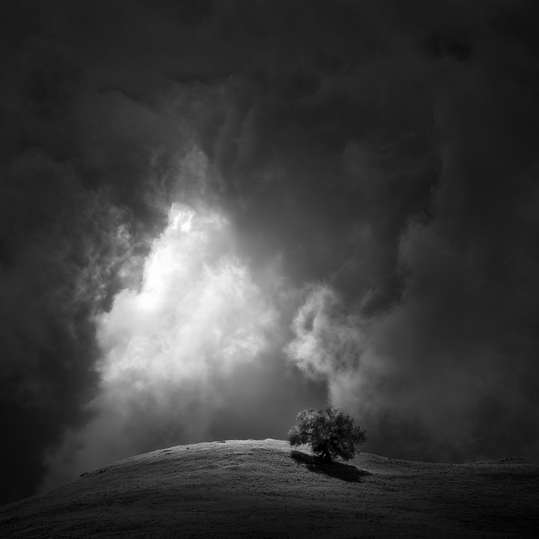 Дерево и свет сквозь облака. Фотограф Натан Вирт
