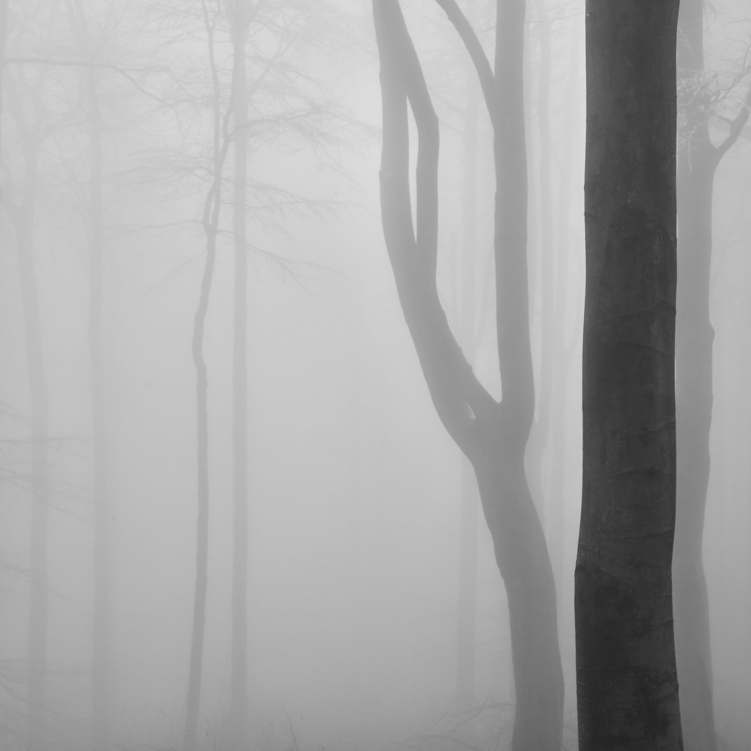 «Лесные интерьеры». Северная Богемия, декабрь 2020 года. Фотограф Петр Новак
