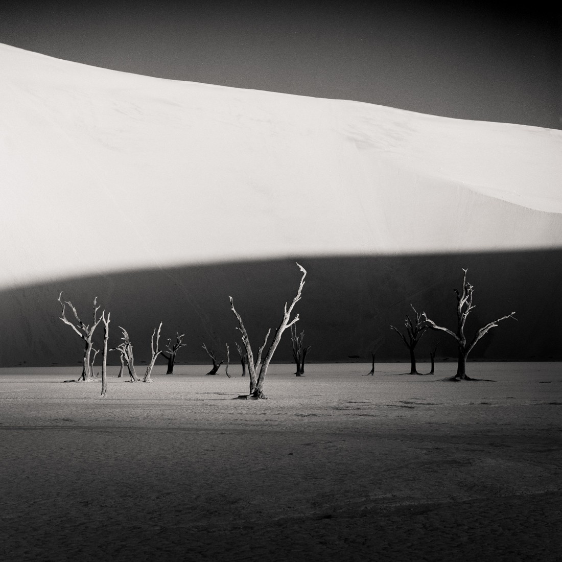 3-е место Black and White Minimalist Photography Prize 2020–2021. Деревья в Намибии. Фотограф Гектор Искьердо Селива