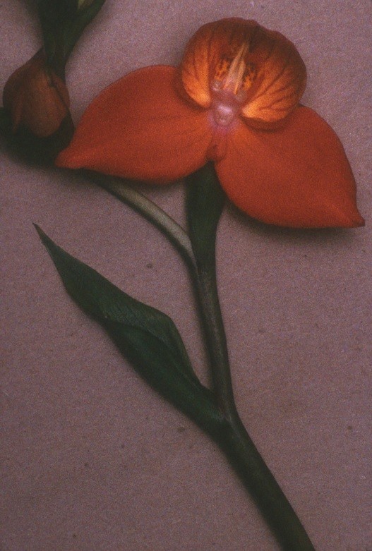 Будда. Орхидея. 2000 год. Фотограф Шейла Мецнер