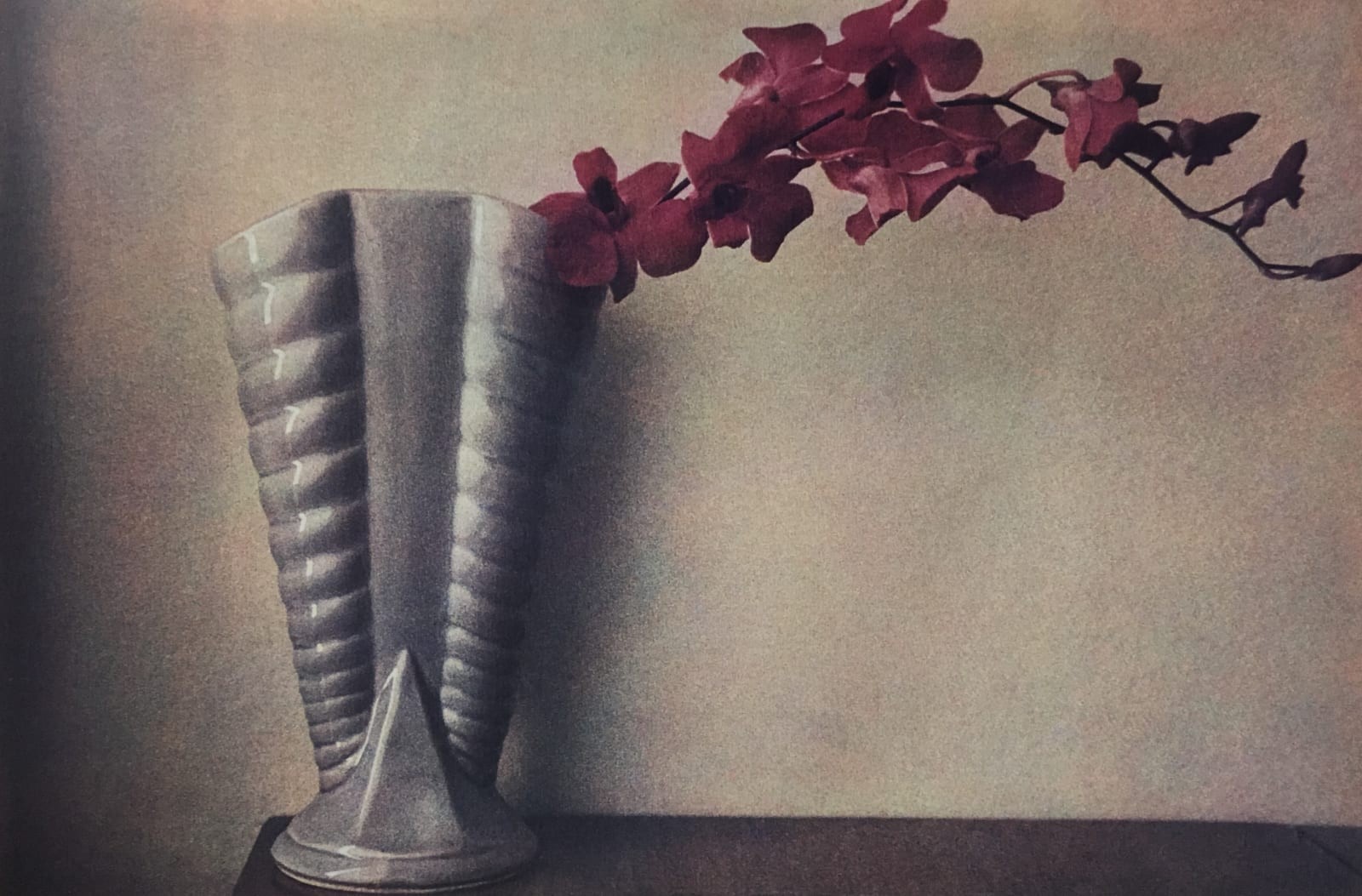 Серая ваза. Орхидея Ванда.1980 год. Фотограф Шейла Мецнер
