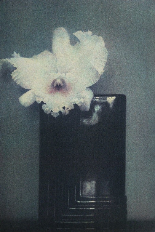Орхидея Мондриан. 1982 год. Фотограф Шейла Мецнер
