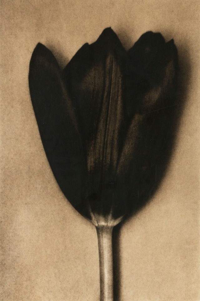Чёрный тюльпан. 1998 год. Фотограф Шейла Мецнер
