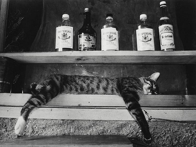 Спящий кот. Из серии «Гримасы утомлённого села». Фотограф Римальдас Викшрайтис