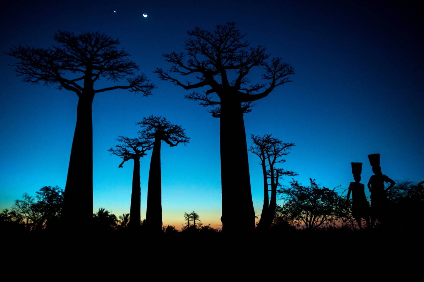 Баобабы на фоне вечернего неба, Мадагаскар. Фотограф Паскаль Мэтр